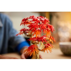 LEGO Botanicals 10348 Bonsai di acero rosso giapponese