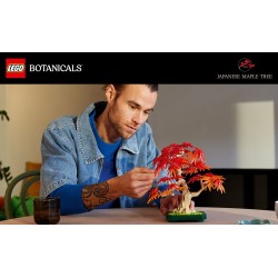 Japanischer Roter Ahorn – Bonsai-Baum