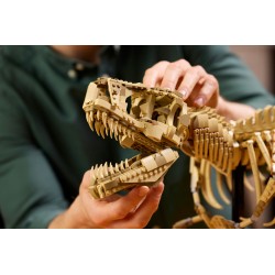 Fossili di dinosauro: Tirannosauro