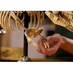 Fossili di dinosauro: Tirannosauro