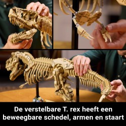 Fossili di dinosauro: Tirannosauro