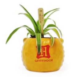 Half Moon Bay - Harry Potter- Plant Pot - Gryffindor
