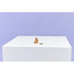 LEGO 31376 Creator Simpatico criceto con fiore