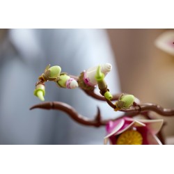 LEGO Botanicals 11510 Rametti di magnolia