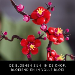 Plum Blossom