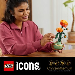 Chrysantheme
