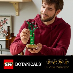 Le bambou de la chance