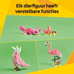 Animaux sauvages : le flamant rose